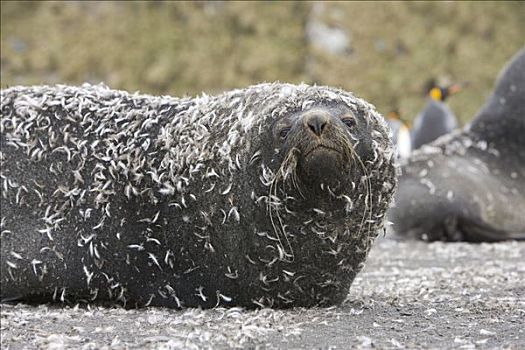 南极软毛海豹,毛海狮,雄性动物,企鹅,羽毛,困住,湿,毛皮,露脊鲸湾,南乔治亚
