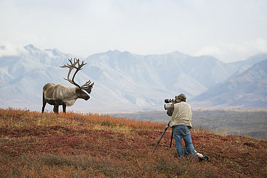 男人,摄影,大,山脊,德纳里峰国家公园,秋天,室内,阿拉斯加