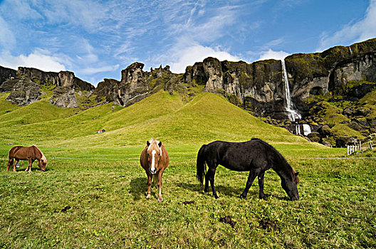 冰岛,马,瀑布,靠近,史考格拉,欧洲