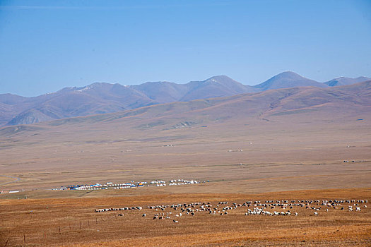 巴音布鲁克草原通天河牧区定居点的羊群