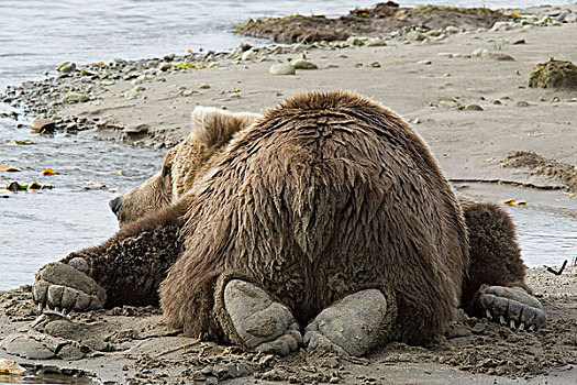大灰熊,棕熊,休息,潮汐,卡特麦国家公园,阿拉斯加