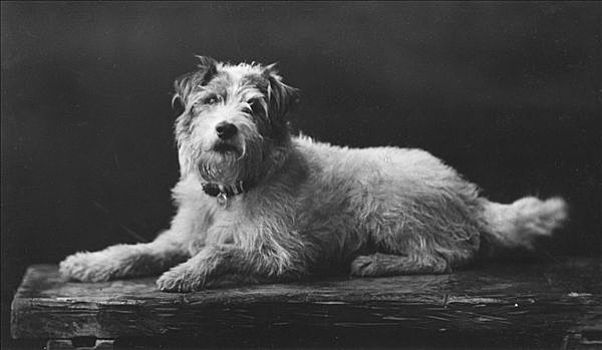 凯撒,国王,狗,20世纪