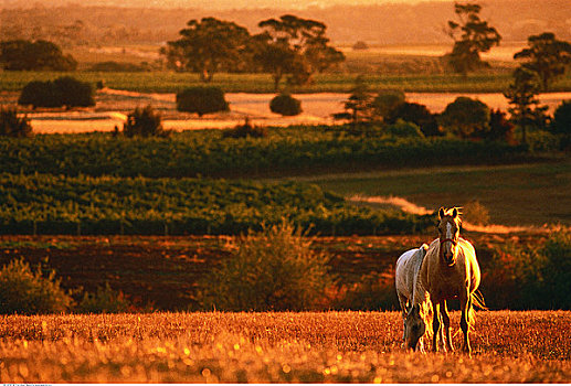 马,地点,日落,巴罗萨峡谷,澳洲南部,澳大利亚