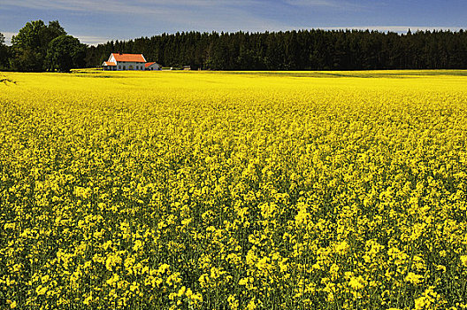 油菜地,农场,瑞典