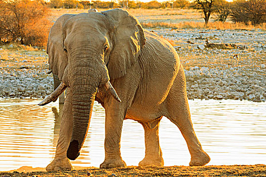 非洲象,水潭,埃托沙国家公园,纳米比亚,非洲