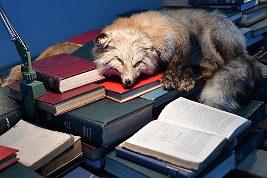 狐狸与书籍