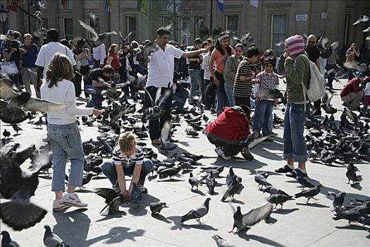 鸽子,游客,特拉法尔加广场,伦敦,英国,欧洲