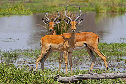 近景,两个,雄性,黑斑羚,特色,鹿角,莫瑞米,国家级保护区,奥卡万戈三角洲,博茨瓦纳,非洲