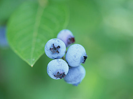 蓝莓,水果