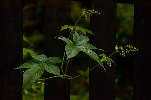 森林到处都是野花,牵牛花