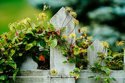 植物,栅栏