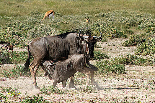 纳米比亚,埃托沙国家公园,蓝角马