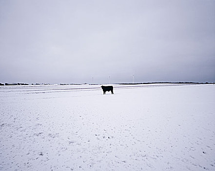 黑色,幼兽,地点,冬天,三个,风车,背景,丹麦