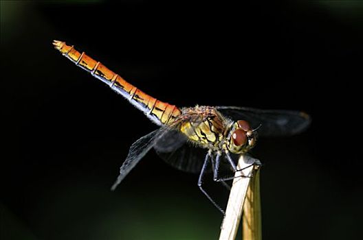 大火斑蜻图片