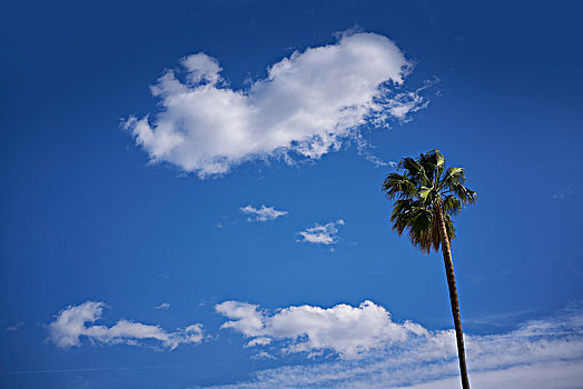 棕榈树,蓝天,靠近,地中海