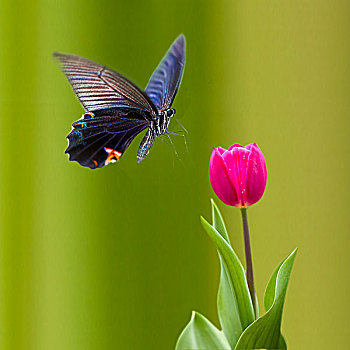 漂亮,蝴蝶,花
