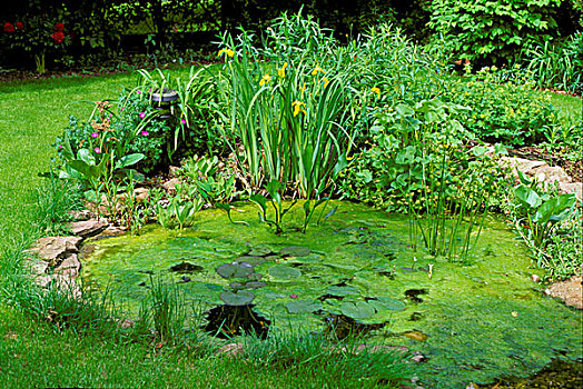 花园,水塘,藻类,盛开