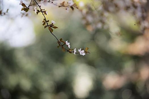 春天里盛开的漂亮的紫叶李花
