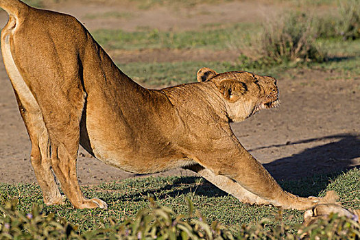 母狮,臀部,空中,正面,腿,伸展,外面,地上,背影,拱形,侧面视角,恩戈罗恩戈罗,保护区,坦桑尼亚