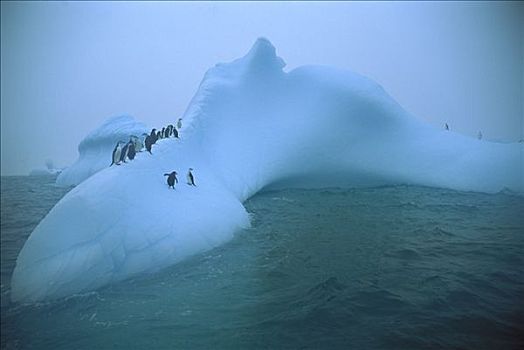 帽带企鹅,南极企鹅,群,斯科舍海,南极