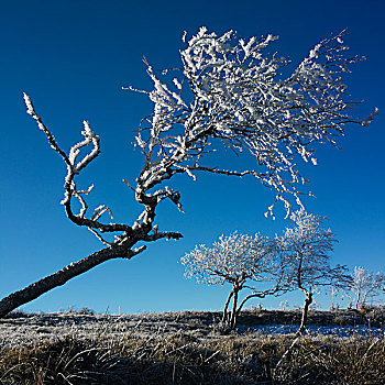 冰,树