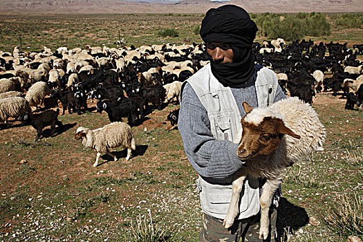 非洲,北非,摩洛哥,阿特拉斯山区,达德斯谷,牧羊人,拿着,绵羊