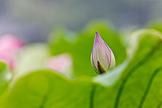 一个花苞