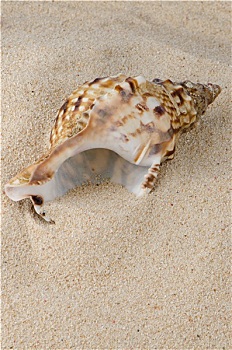 海螺壳,岸边