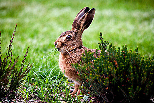 欧洲,棕兔,欧洲野兔,成年,吃草,诺曼底