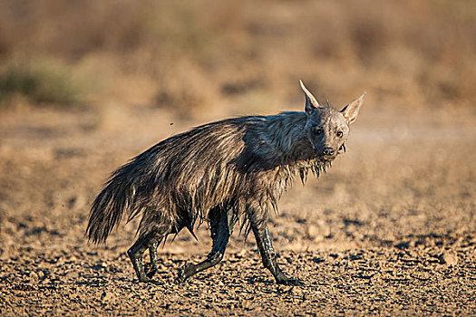 褐色,鬣狗,泥,浴室,卡拉哈迪大羚羊国家公园,北开普,南非,非洲
