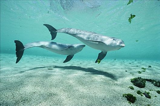 宽吻海豚,一对,海豚,追求,夏威夷