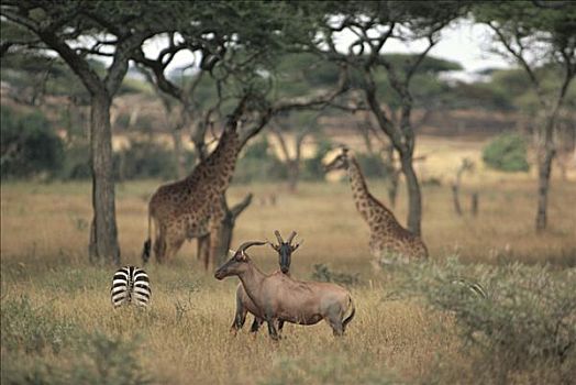 转角牛羚,一对,白氏斑马,斑马,长颈鹿,塞伦盖蒂国家公园,坦桑尼亚