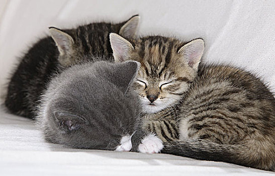 沙发,猫,年轻,卧,卷,向上,睡觉,一起,动物,哺乳动物,宠物,家猫,小猫,幼兽,三个,兄弟姐妹,条纹