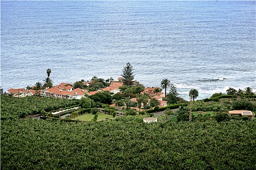 家,靠近,地点,香蕉树,海边,特内里费岛,西班牙