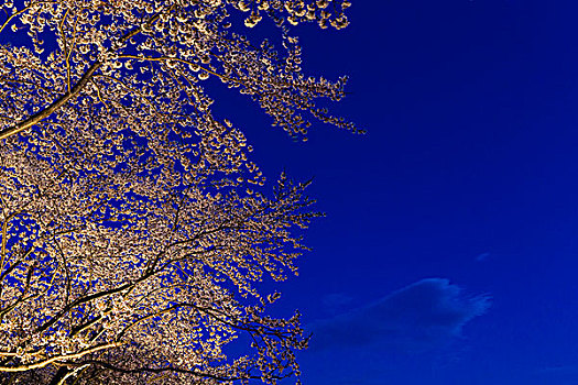 光亮,盛开,樱桃树,枝条,蓝天,黄昏,山梨县,日本