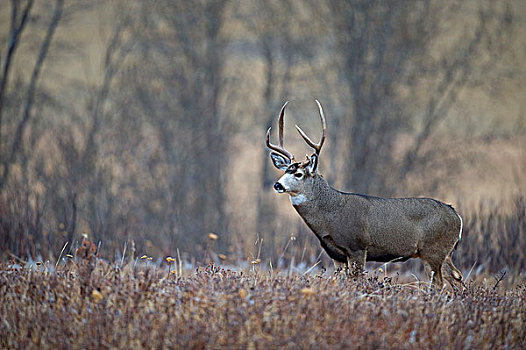 雄性,长耳鹿,骡鹿,西南方,艾伯塔省,加拿大