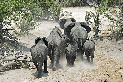 非洲象,跑,乔贝,河,正面,乔贝国家公园,博茨瓦纳,非洲