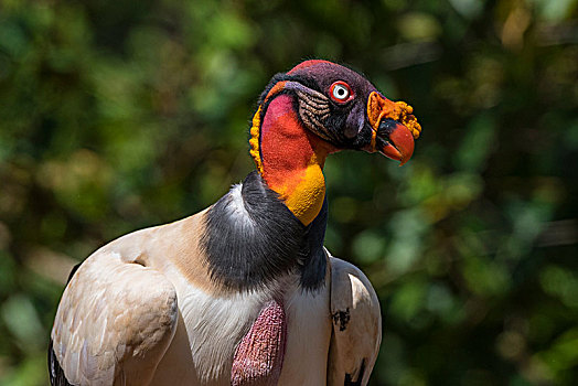 头像,王鹫,哥斯达黎加,中美洲