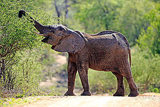 非洲象,小动物,吃,觅食,雄性动物,克鲁格国家公园,南非,非洲