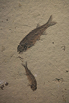 甘肃博物馆内展出鱼化石