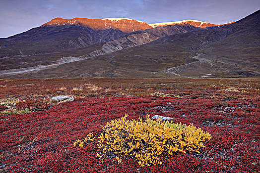 格陵兰,东方,山景,秋天风景,苔原