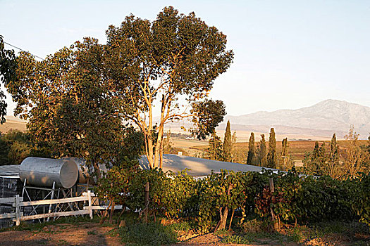 风景,葡萄酒厂,南非