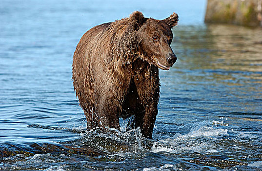 褐色,熊,看,鱼,河,阿拉斯加,美国