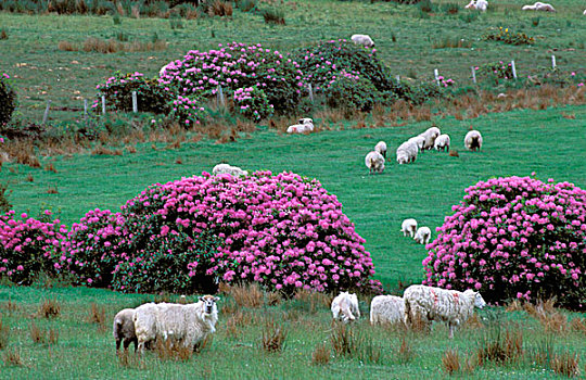 爱尔兰,春天,乡村,绵羊