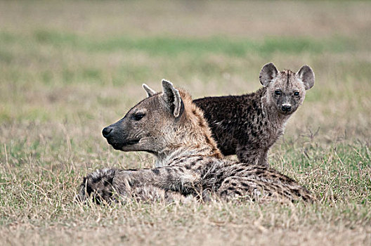 斑鬣狗,肯尼亚