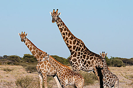 南方长颈鹿,长颈鹿,中心,卡拉哈里沙漠,国家公园,博茨瓦纳