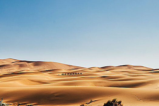骆驼,穿过,晴朗,遥远,沙,沙漠,撒哈拉沙漠,摩洛哥