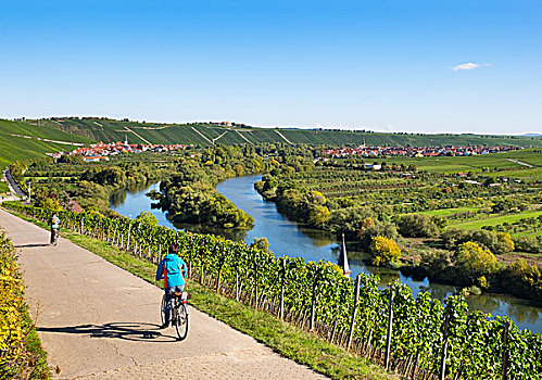 自行车道,葡萄园,靠近,左边,右边,弗兰克尼亚,巴伐利亚,德国,欧洲