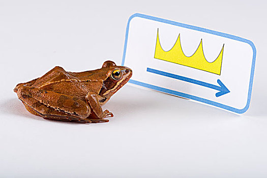青蛙,发现,标识,道路,皇冠