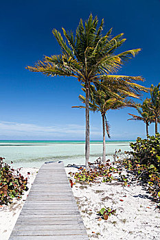 棕榈树,手掌,海滩,阿维拉省,古巴